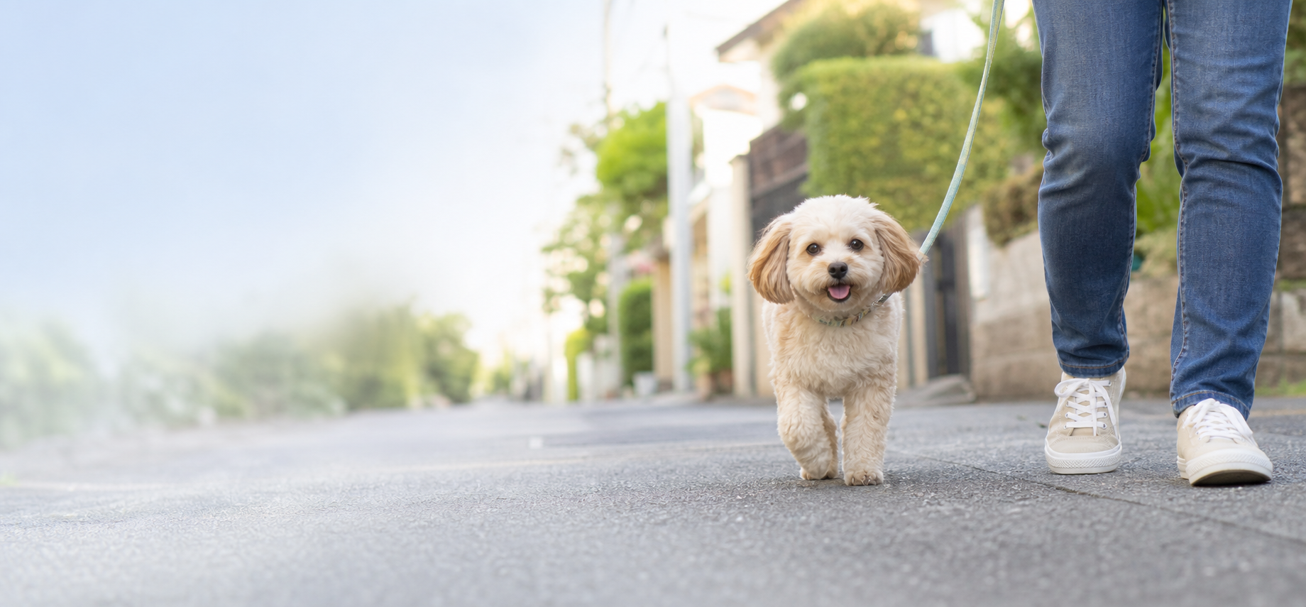 住宅街を飼い主と散歩する犬